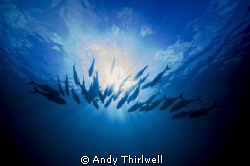 Trevally angling towards the morning sun at Osprey Reef, ... by Andy Thirlwell 